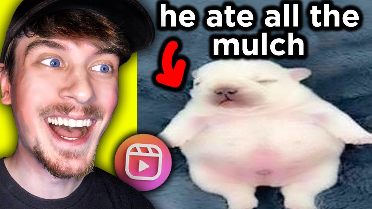 BRAINROT Instagram Reels БИНГО!