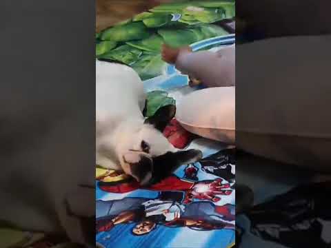 كلب قزم مضحك شاهد كيف يلعب مع طفل انه مضحك