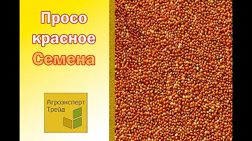 Семена Красного Проса 🌾 -  Агроэксперт-Трейд 🌾
