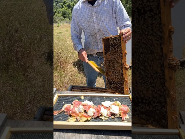 Shaking Nectar Onto Our Lunch 🍯🐝 #shorts class=