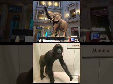 Video: Smithsonian Nasionale Museum vir Natuurgeskiedenis