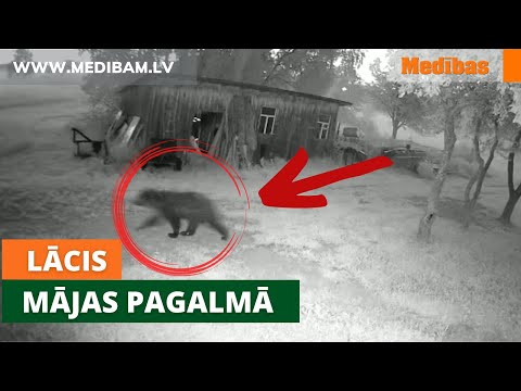 Video: Kas ir lācēnu plēsēji?