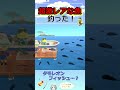 【あつ森】珍しい魚が釣れました#shorts
