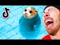 World&#39;s FUNNIEST Animals!