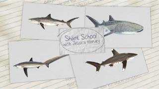 Now on Amazon: Shark School with Jessica Harvey