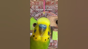 #سورة_الزمر #قرآن #عبدالباسط_عبدالصمد #المصحف #مصر #طيور #البادجي #quran #birds #budgies #lovebirds
