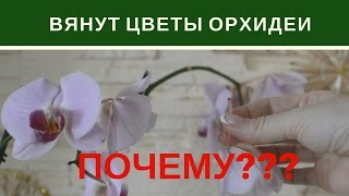 Почему Вянут Цветы Орхидеи Фаленопсис