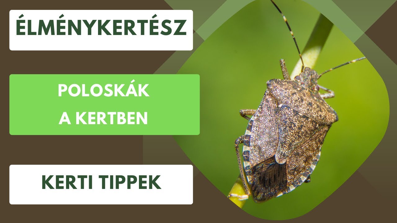Poloskák a kertben🪲