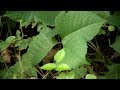 Mayo clinic minute how to treat poison ivy rash