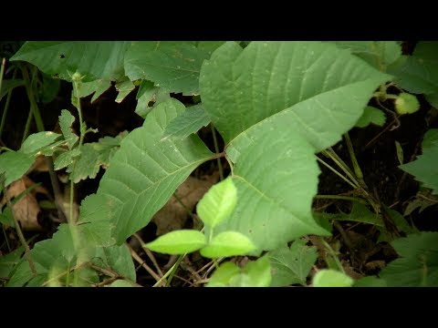 Video: Poison Oak Rash: Billeder Og Retsmidler