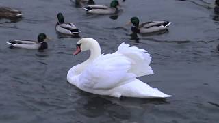 Instrumental Background Music For Videos | Acoustic Dream - by Alex Borg