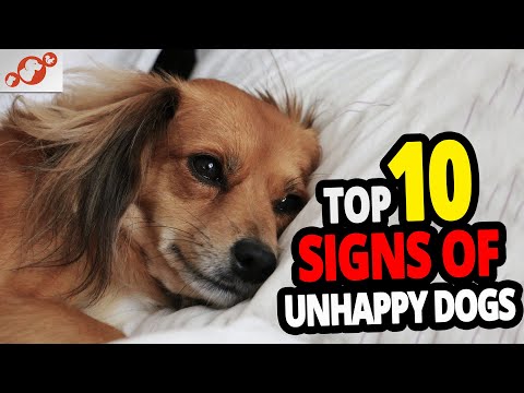 Video: 7 migliori metodi per rallegrare un cane triste e depresso