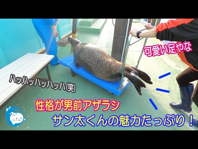 Seal] Santa, the handsome seal, is full of charm! (Ise Sea
