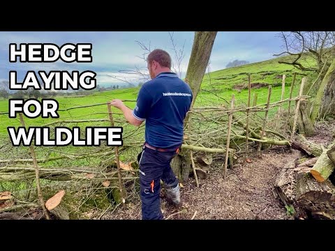 I’m Laying a Neglected Hedge For Wildlife - Here’s Why thumbnail