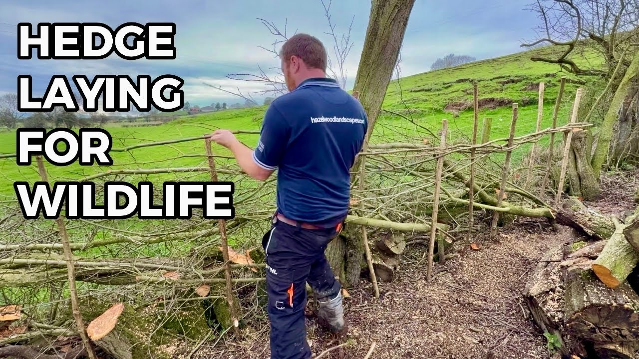 I’m Laying a Neglected Hedge For Wildlife - Here’s Why