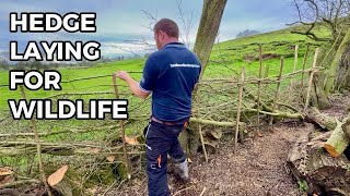 I’m Laying a Neglected Hedge For Wildlife - Here’s Why
