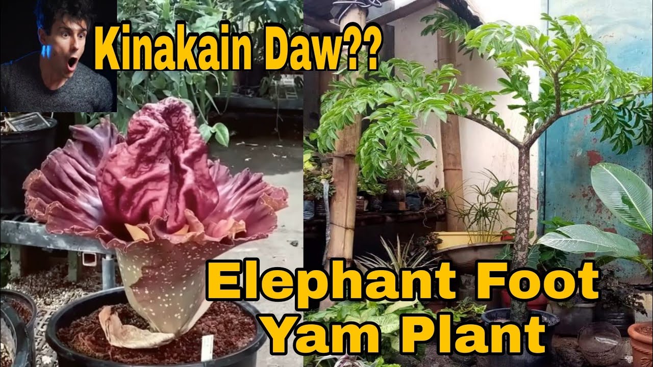 Pongapong Elephant Foot Yam Plant Nakakain pala ito at Milyon pa