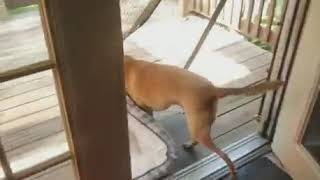 dog takes a sunny place outsite and brings his own bet with him