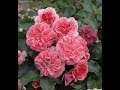 обрезка почвопокровных роз, питомник роз полины козловой, интернет магазин саженцев роз rozarium.biz