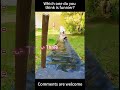 Funniest AnimalsMoments#funnyanimals #animalcomedy #dog#funny#funnyanimals#funnypets#animals