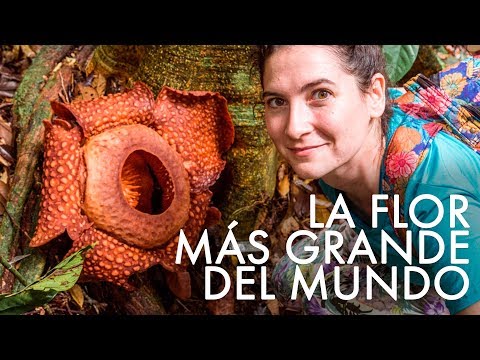 Video: Rafflesia (flor): descripción y foto