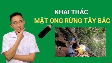 Khai thác mật ong rừng Tây Bắc