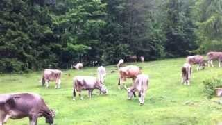 Mucche al pascolo in Val Settimana