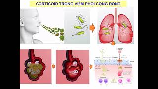 Dược lý lâm sàng Corticoid [Dược lý 18\/18]