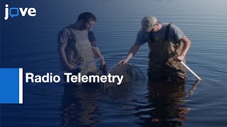 Spatial Cognition Study in Free-ranging Animals by Radio Telemetry | Protocol Preview