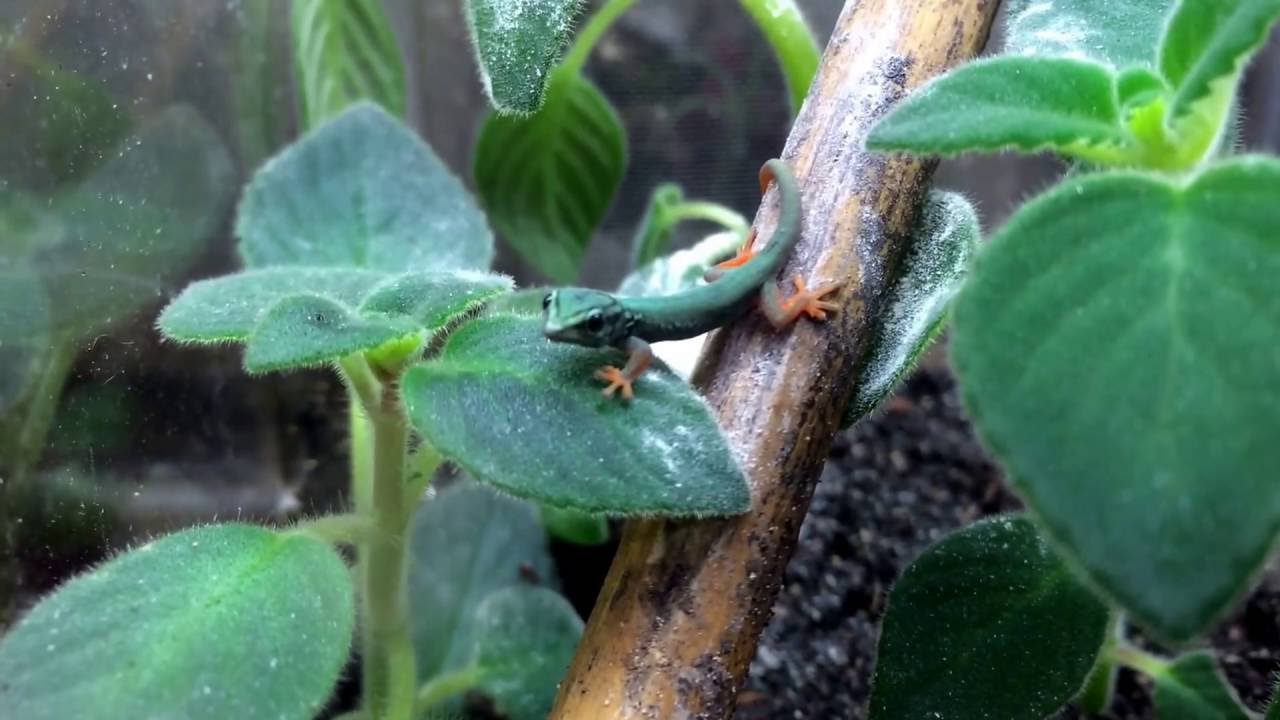 camera iphone 8 plus apk Baby Lygodactylus williamsi