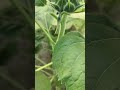 Sunflower plant | सूरजमुखी का पौधा |