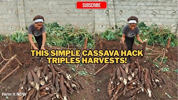Farmers Are Using This Simple Cassava Hack to Triple Their Harvest!