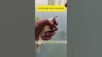 Hướng dẫn cơ bản cho người mới câu cá 10 kỹ thuật cơ bản khi câu cá tự nhiên #cauca #caucagiaitri