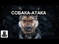 Собака-Атака - Звук для виброколонки Adin