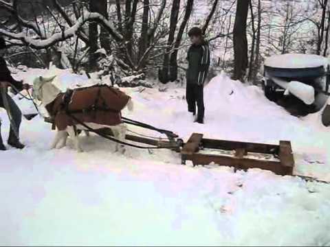 sleigh goats youtube