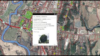Using your Municipal Tree Inventory Data