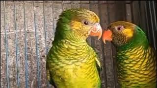 CARA MEMBEDAKAN PERKICI PANTAI JANTAN DAN BETINA