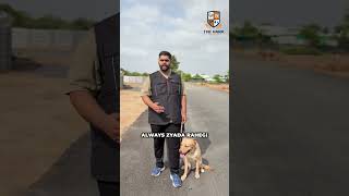 Stop Leash Pulling Forever! Teach Your Dog the Heel Command 🐕