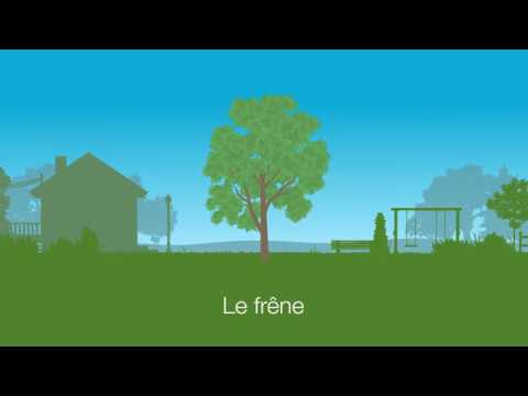 Vidéo: Informations sur l'agrile du frêne - Reconnaître et traiter les symptômes de l'agrile du frêne