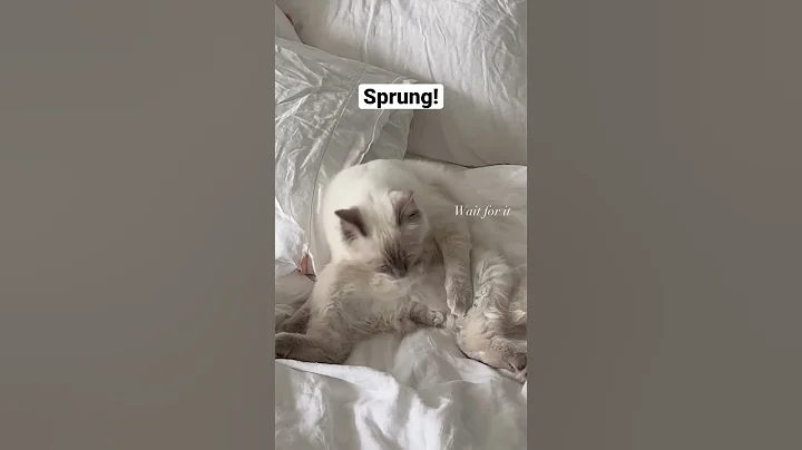 Video 5267261: ragdollkittens cat kitten, ragdollkittens funnycat, don