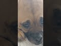 Look at him looking at me like that. #dog #dogshorts #animals #pets #pet
