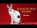 Todos los Gatos con Pelaje Rizado