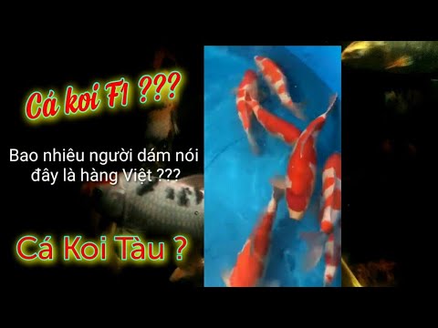 Video So sánh cá koi trung quốc với koi F1. Nên chơi loại... - youtube