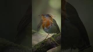 European Robin Song #relaxation #birdsong