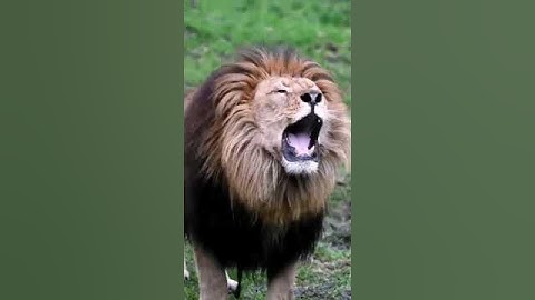 forest animals lion 🦁
