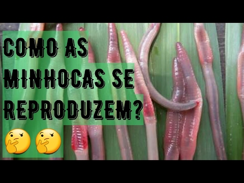 MINHOCAS... COMO SE REPRODUZEM???