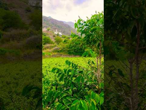 وريحهم من المدكى الرسمي في الوادي اليمن تصويري اكسبلور