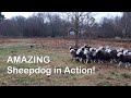 Sheepdog in Action - Amazing skills with Herdwick sheep