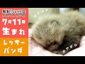 【赤ちゃん】レッサーパンダベビー！！
