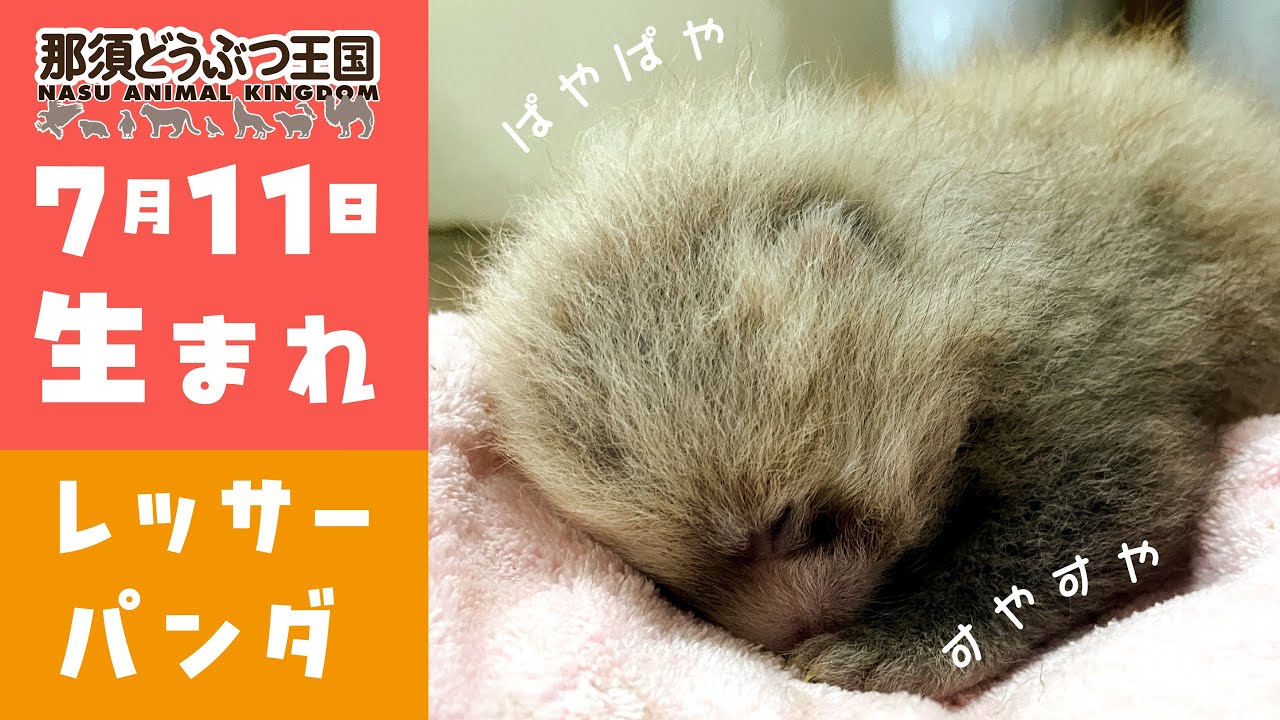 【赤ちゃん】レッサーパンダベビー！！
